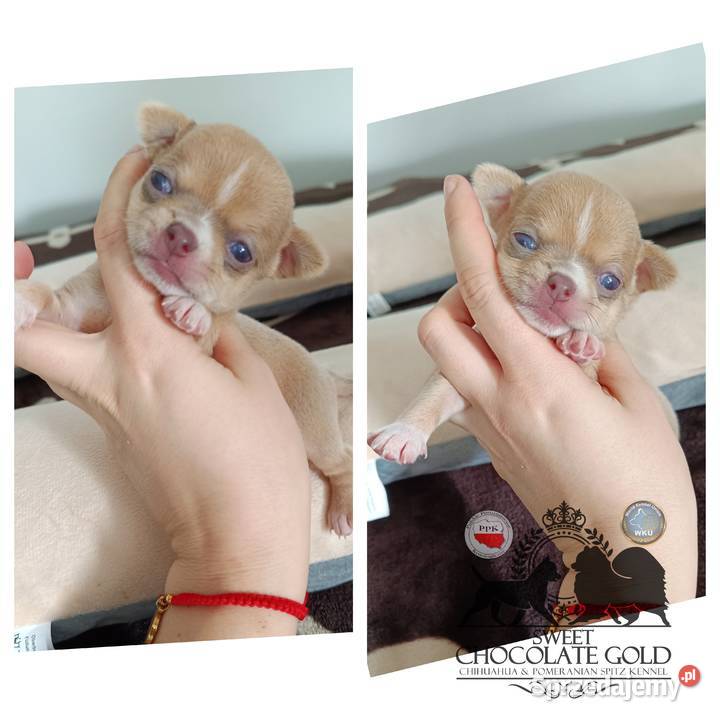 Suczka Chihuahua krótkowłosa liliowa rodowód łódzkie Bełchatów