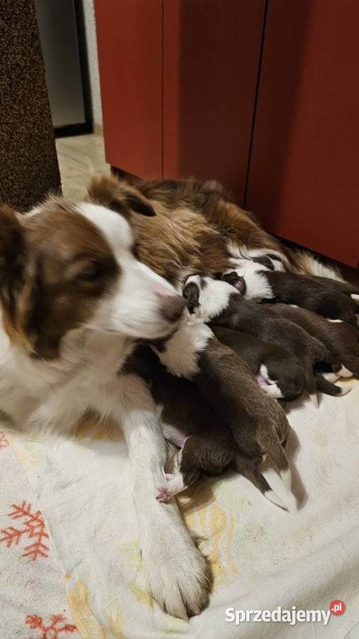 Border collie szczenięta z rodowodem gotowe do Radom