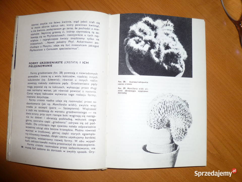 Kaktusy WSneta małopolskie Kraków sprzedam