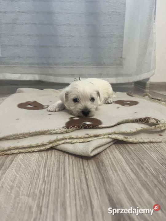 West Highland White Terrier Ustka