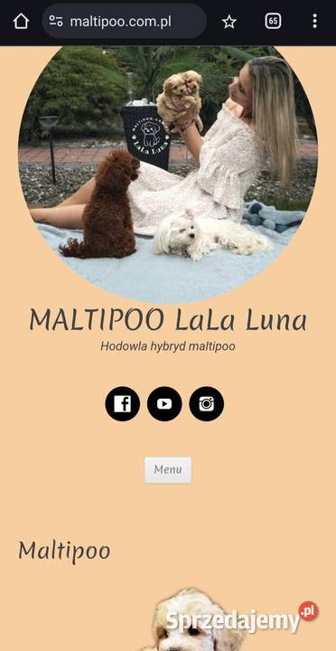 Maltipoo maltańczyk pudel F1 maltipoocom Maltańczyk Rybnik