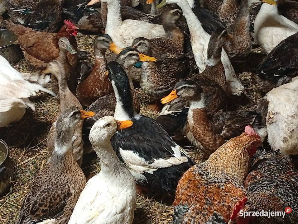 Kaczki staropolskie Nowy Sącz
