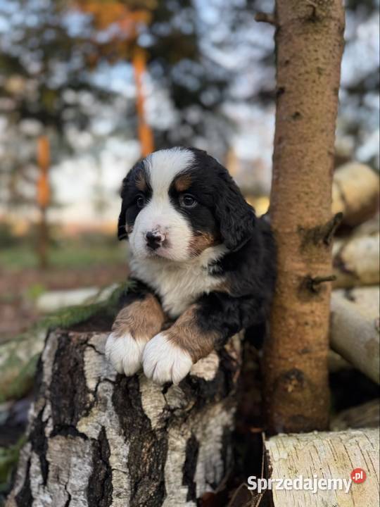 Piękna sunia Berneński Pies Pasterski z Kraków