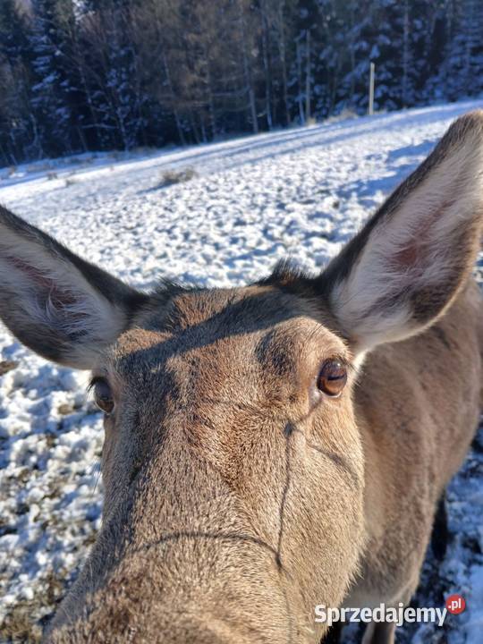 Sprzedam Jelenie karpackie Nowy Sącz
