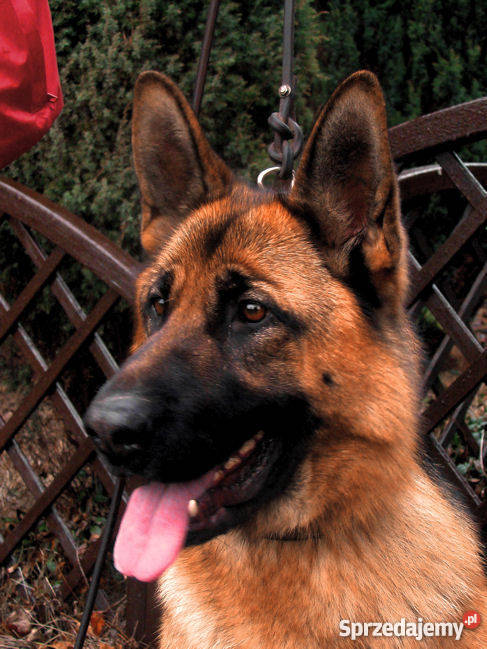 OWCZAREK NIEMIECKI SZCZENIĘTA Z RODOWODEM FCI