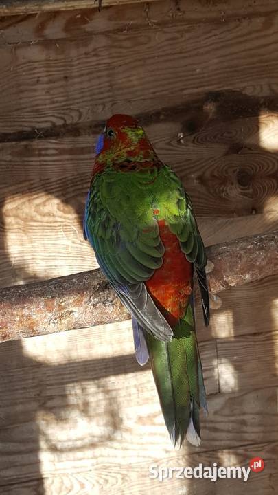 Rozella Królewska Kostrzyn nad Odrą