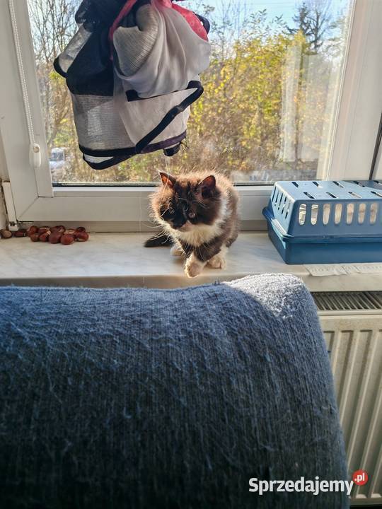 Pers Persy kot kotka