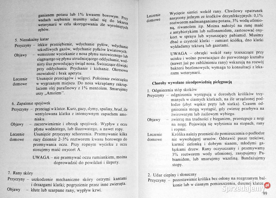 Królik miniaturowy Maria Taborska lubelskie Chełm sprzedam