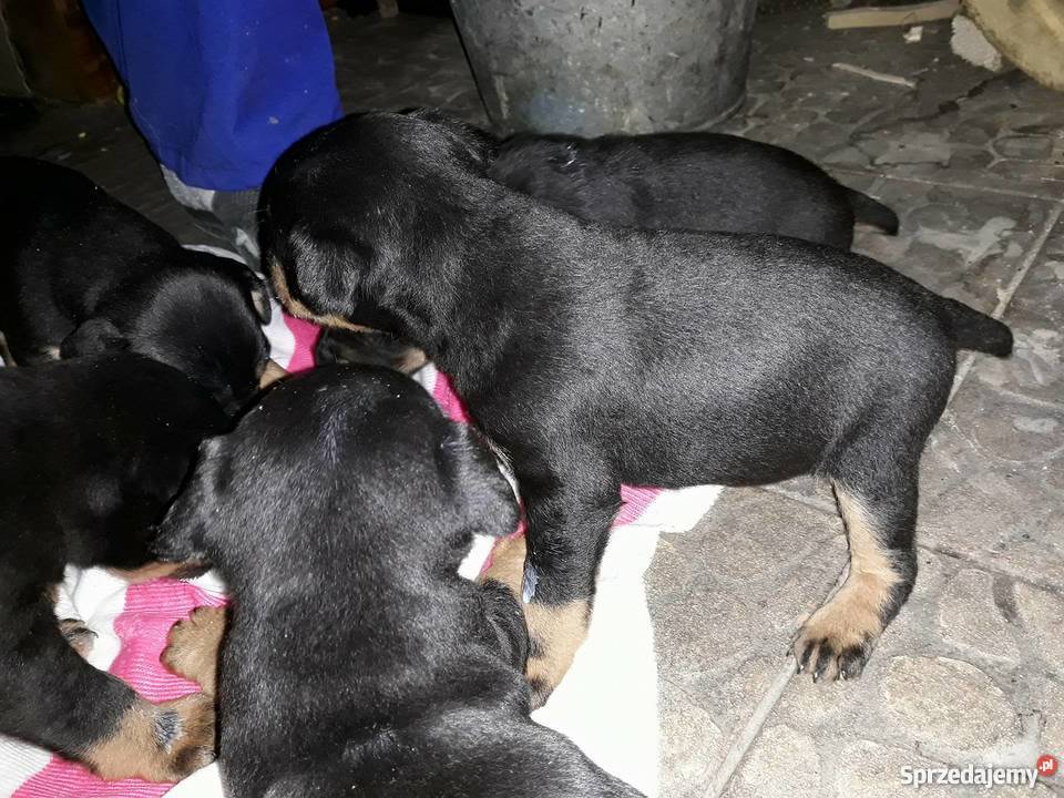 Terier Niemiecki jagdterier Sulistrowa