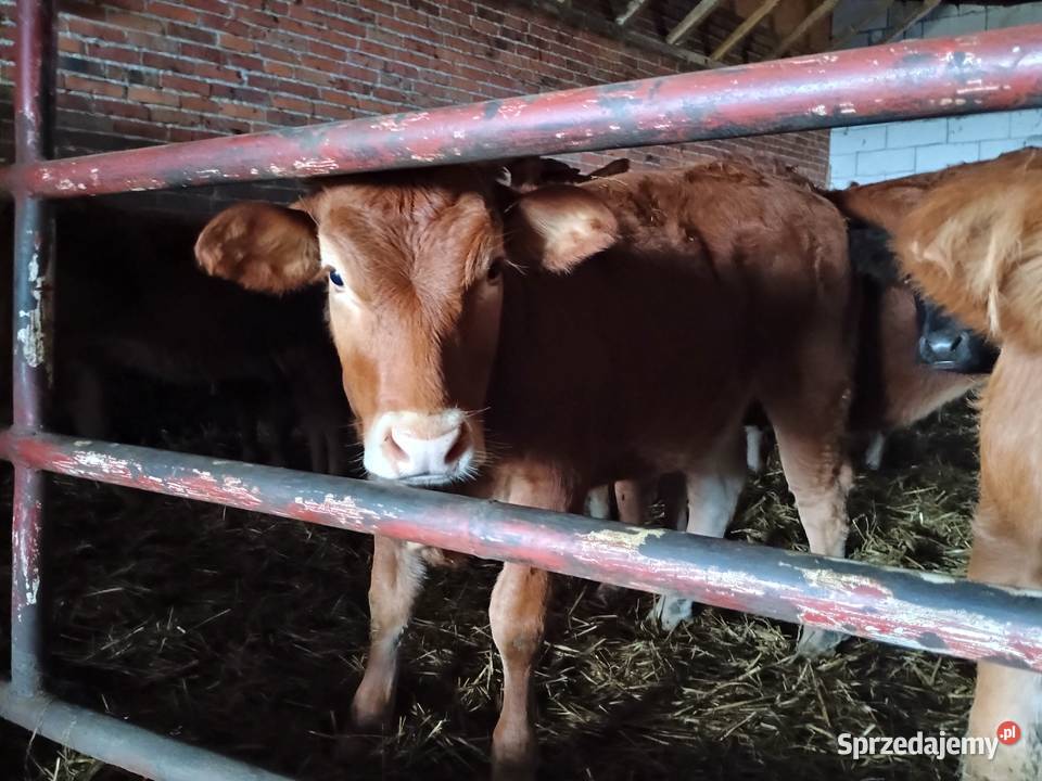 Jałówki limousine odsadki jałoszki było Kryłów
