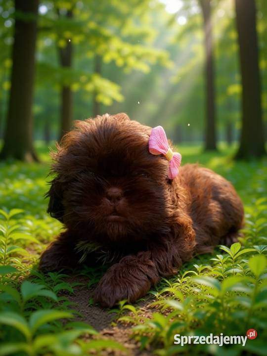 Przepiękna czekolada suczka rasy ShihTzu szuka opolskie Namysłów