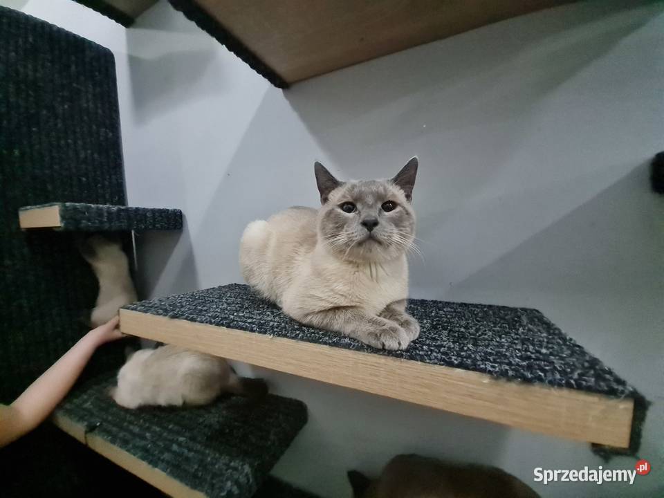 Kociaki Syjamskie do rezerwacji Lipno