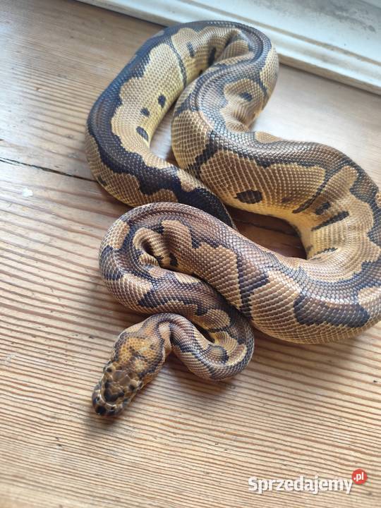 Pyton Królewski samiec Clown poss Gravel Pruszków