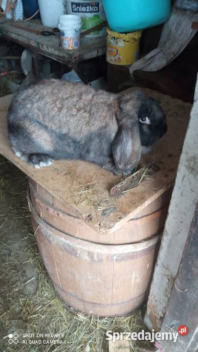 Baran francuski samica Michalów