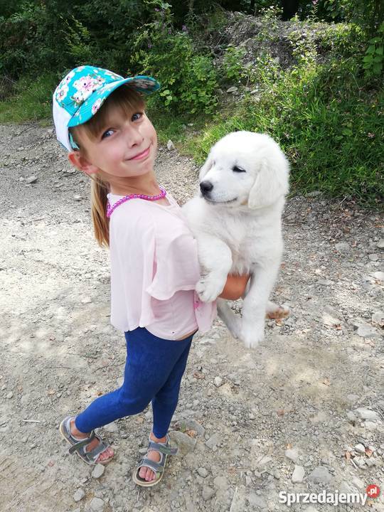 Owczarek podhalański szczenięta małopolskie Zasadne