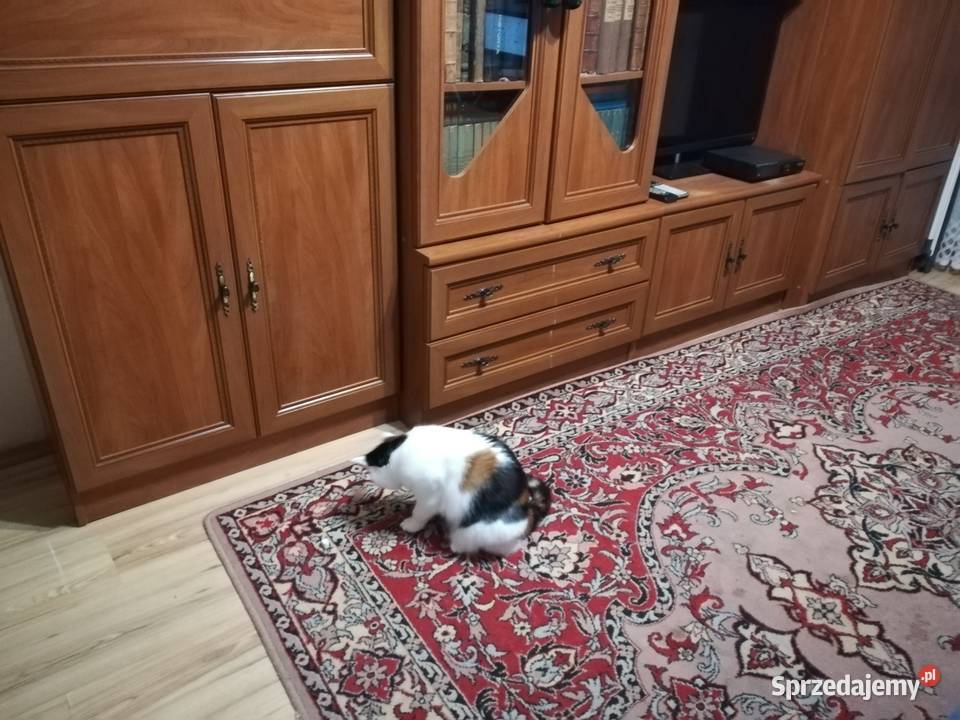 Tanio regał pokojowy Biała Podlaska