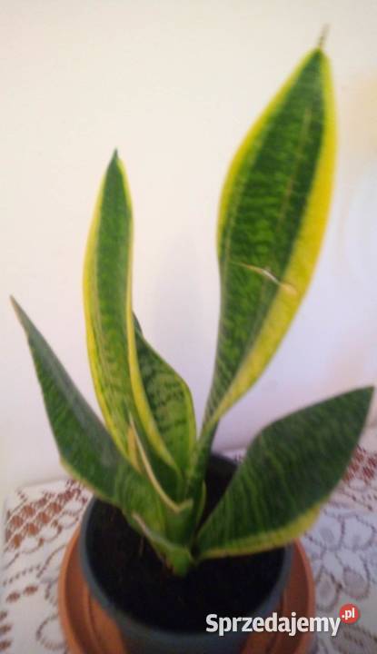 Kwiaty doniczkowe Sansewieria gwinejska mazowieckie Warszawa