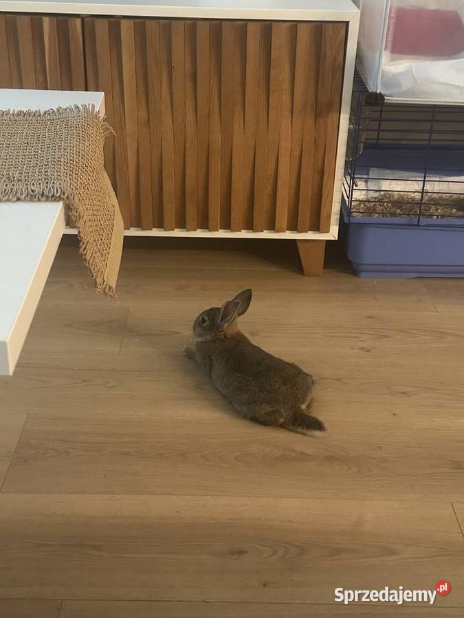 Oddam króliki w ręce Rumia sprzedam