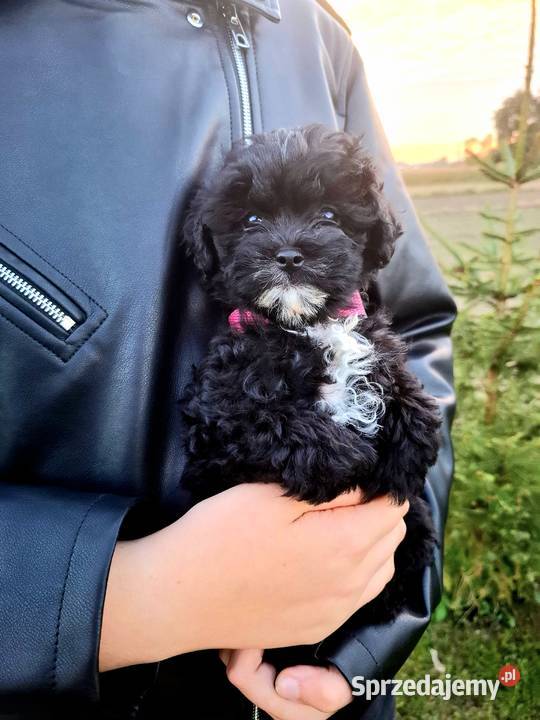 Shihpoo szczenięta mix pudel i shih tzu mazowieckie Maków Mazowiecki