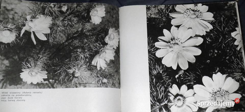 Rośliny chronione w Polsce Władysław Strojny Chełm