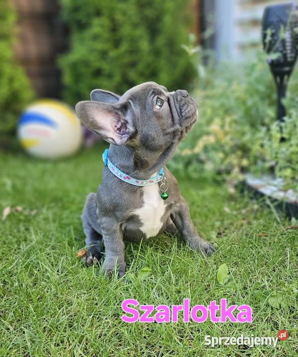 Buldozki francuskie blue blekitne wielkopolskie Zbrudzewo