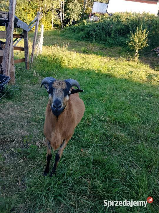 Baran kameruński 11miesiecy małopolskie Przyszowa sprzedam