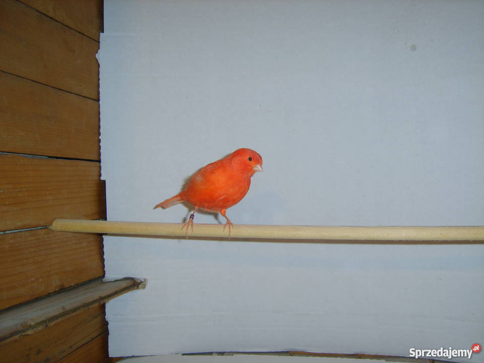 Kanarki czerwonemozaika Kraków