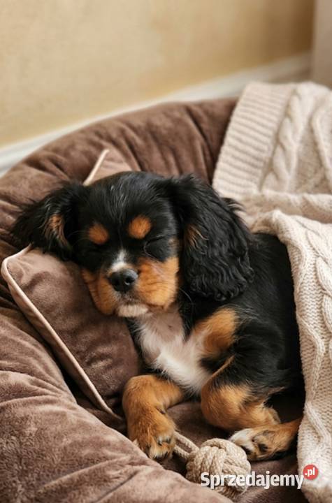 Cavalier king charls spaniel Wolica