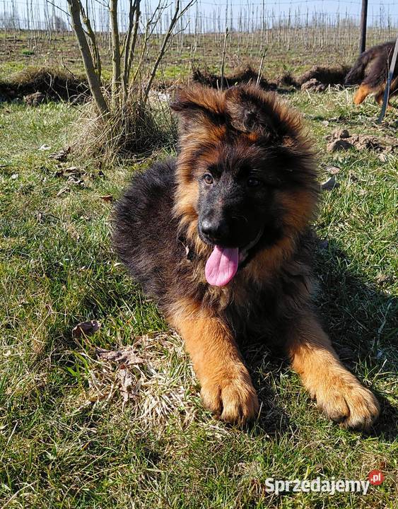 Szczenięta Owczarek Niemiecki Długowłosy Owczarek Grzęby sprzedam