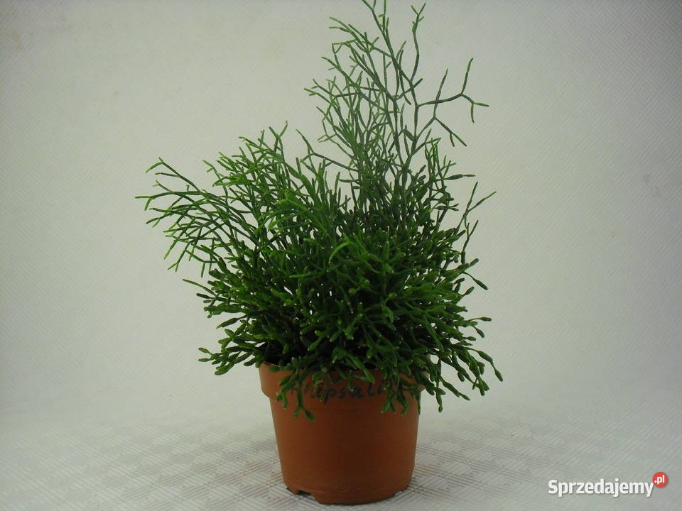 Kwiaty RHIPSALIS PAŁECZNIKI dolnośląskie Bielawa sprzedam