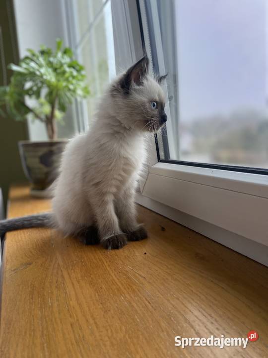 Kot kotka neva masquerade syberyjski rodowód Czarków