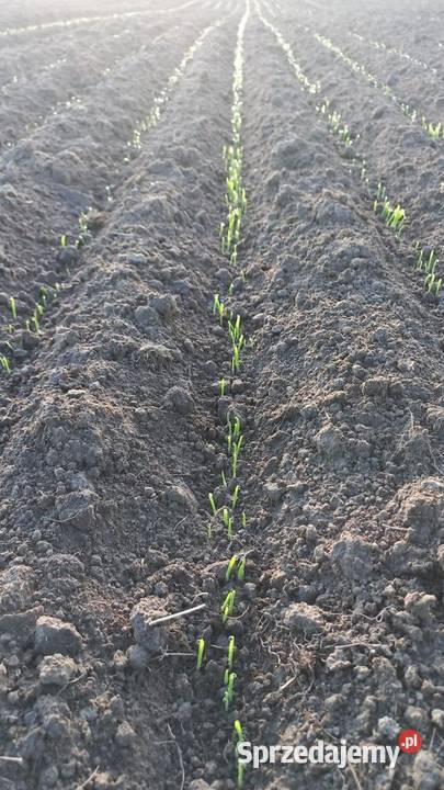 Siewnik wielofunkcyjny AGROKRAFT 7 opcji na 1 Siewniki i sadzarki podkarpackie