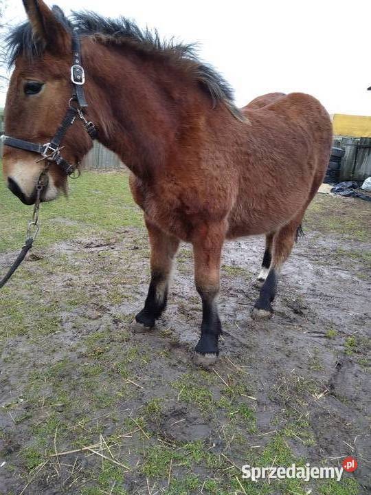 Źróbki roczne Konie Niewirków