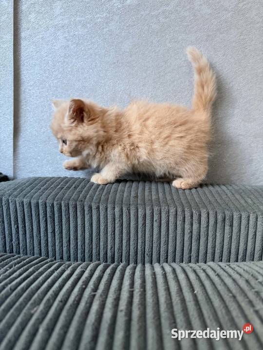 Maine Coon kocięta Zwierzęta Starogard Gdański