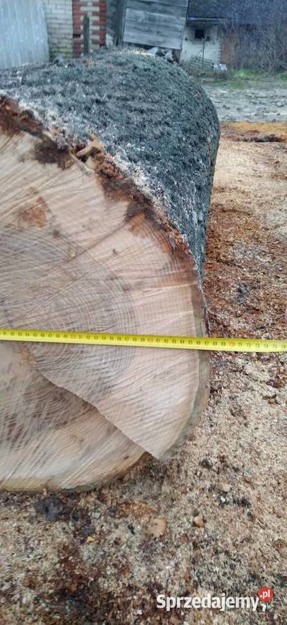 Jesion kłoda Krasnystaw