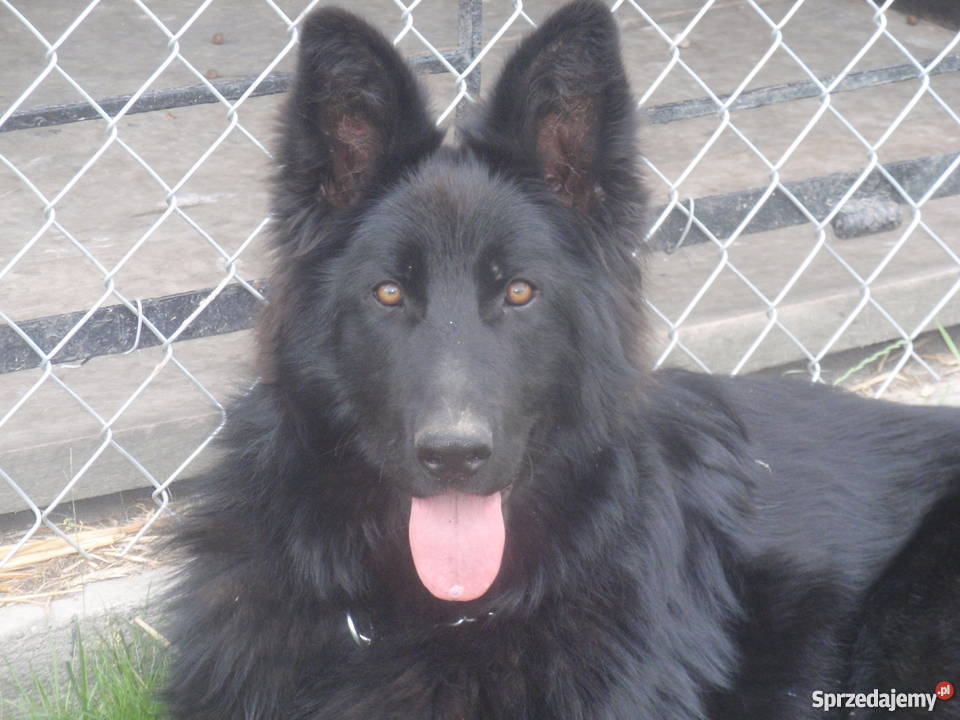 Owczarek Niemiecki Długowłosy Suka cała czarna lubelskie Łęczna