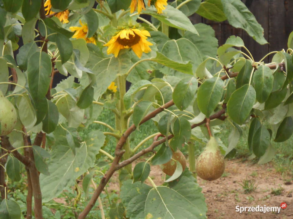 SPRZEDAM UROKLIWE SIEDLISKO W BORACH TUCHOLSKICH