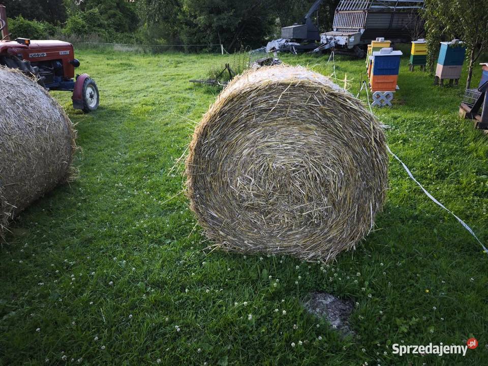 Słoma pszeniczna tegoroczna Jawornik Ruski