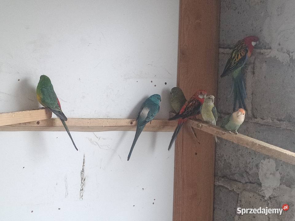 Papugi rozele świergoty podkarpackie Bobrowa