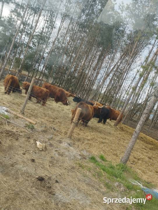 Bydło szkockie krowy szkockie byczki jałówki Bełchatów