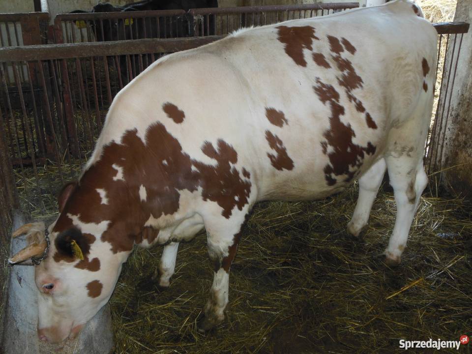 Sprzedam Jałówkę rasy RW Łagów