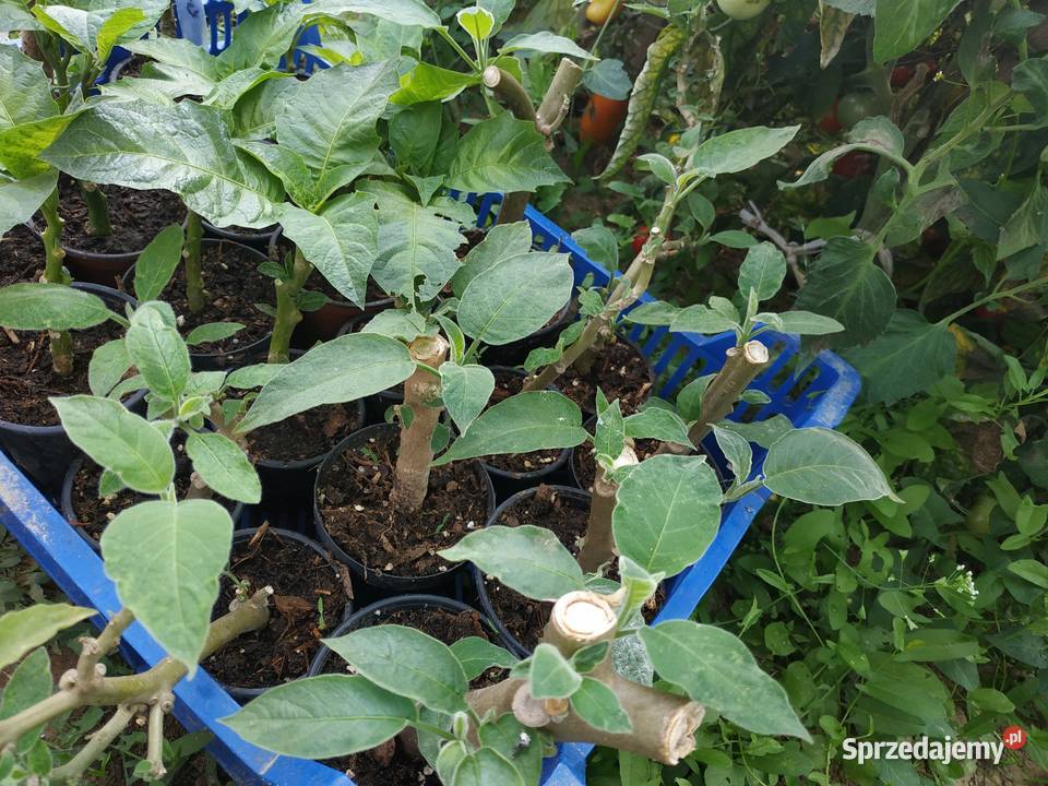 Brugmansja brugmansia Datura datury Fajsławice