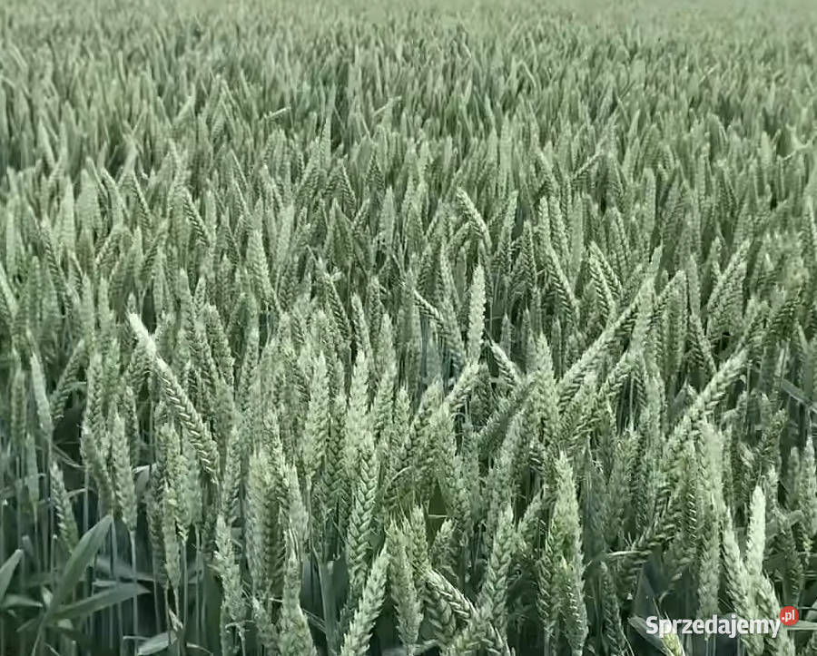 Pszenica ozima ELEKTRA zachodniopomorskie Barlinek
