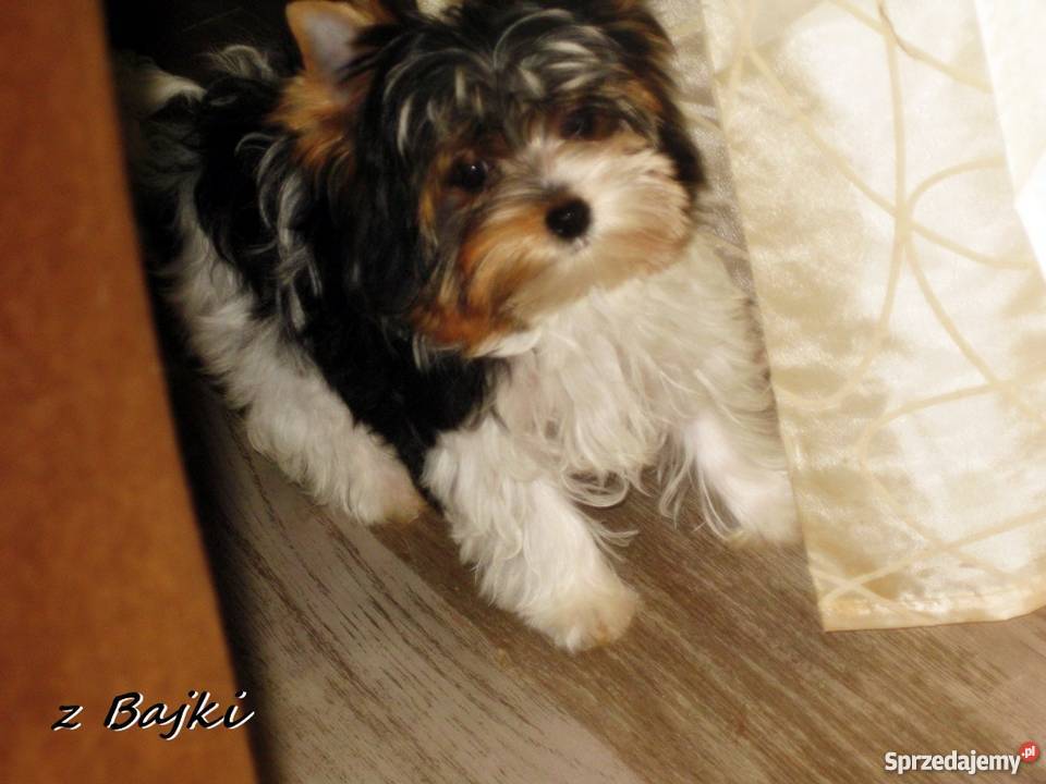 York Urwis rodowodowy Kolorowy Unikatowy Biewer Psy sprzedam