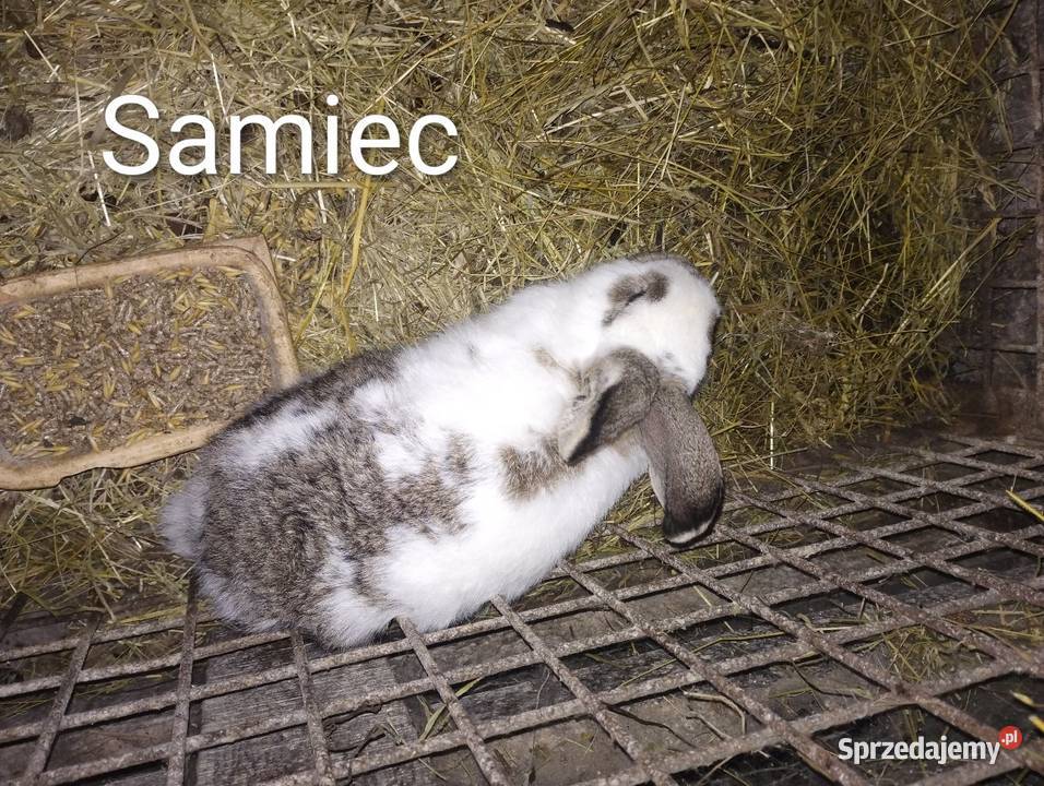 Sprzedam Króliki srokacze mazowieckie Trzcianka