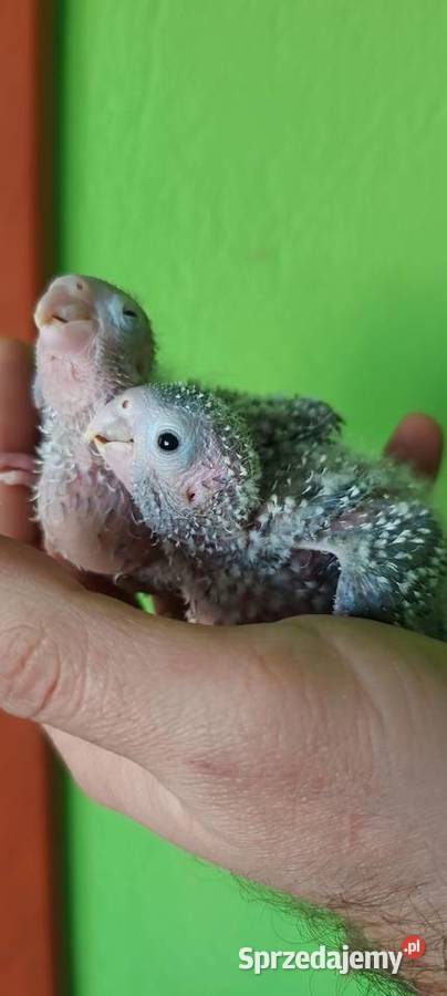 Ręcznie karmione rudosterki Tychy