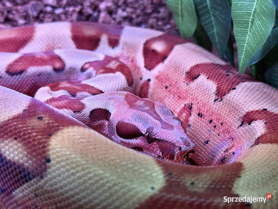 Boa Imperator Jungle