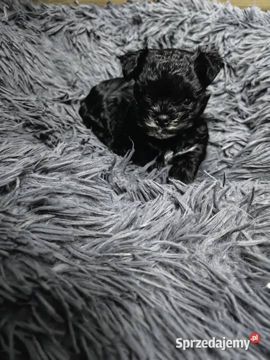 York Black piesek malutki piękny rodowód Siedlce sprzedam