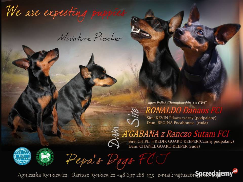 Pinczer miniaturowy FCI Chempinie Polski Pozostałe mazowieckie