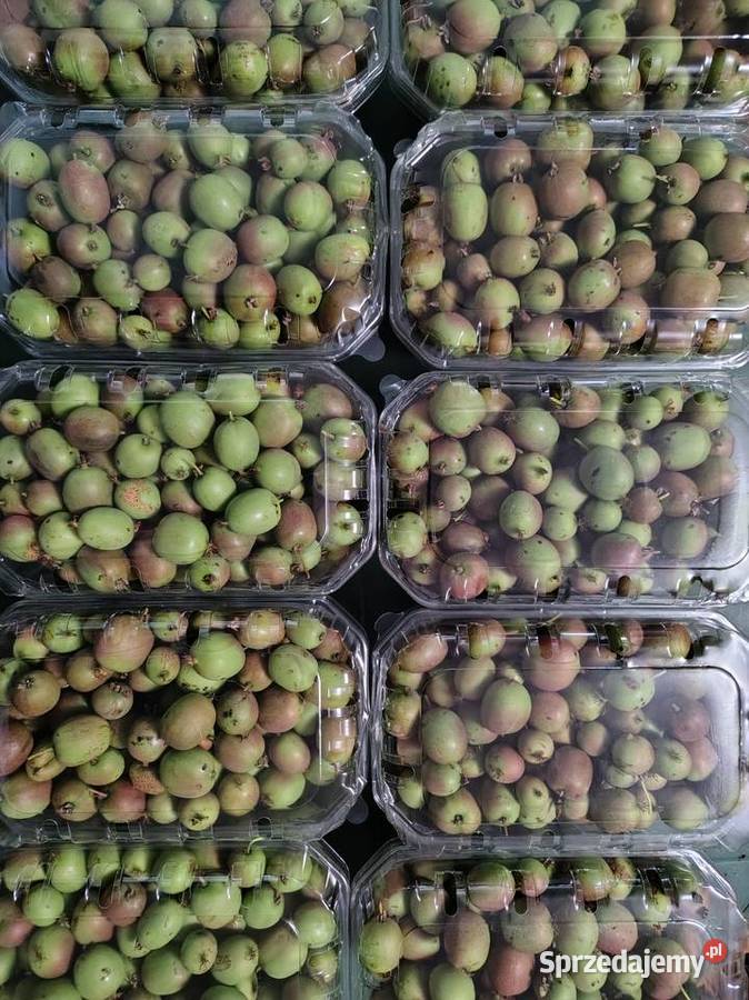 Borówki amerykańskie owoce małopolskie Łazy